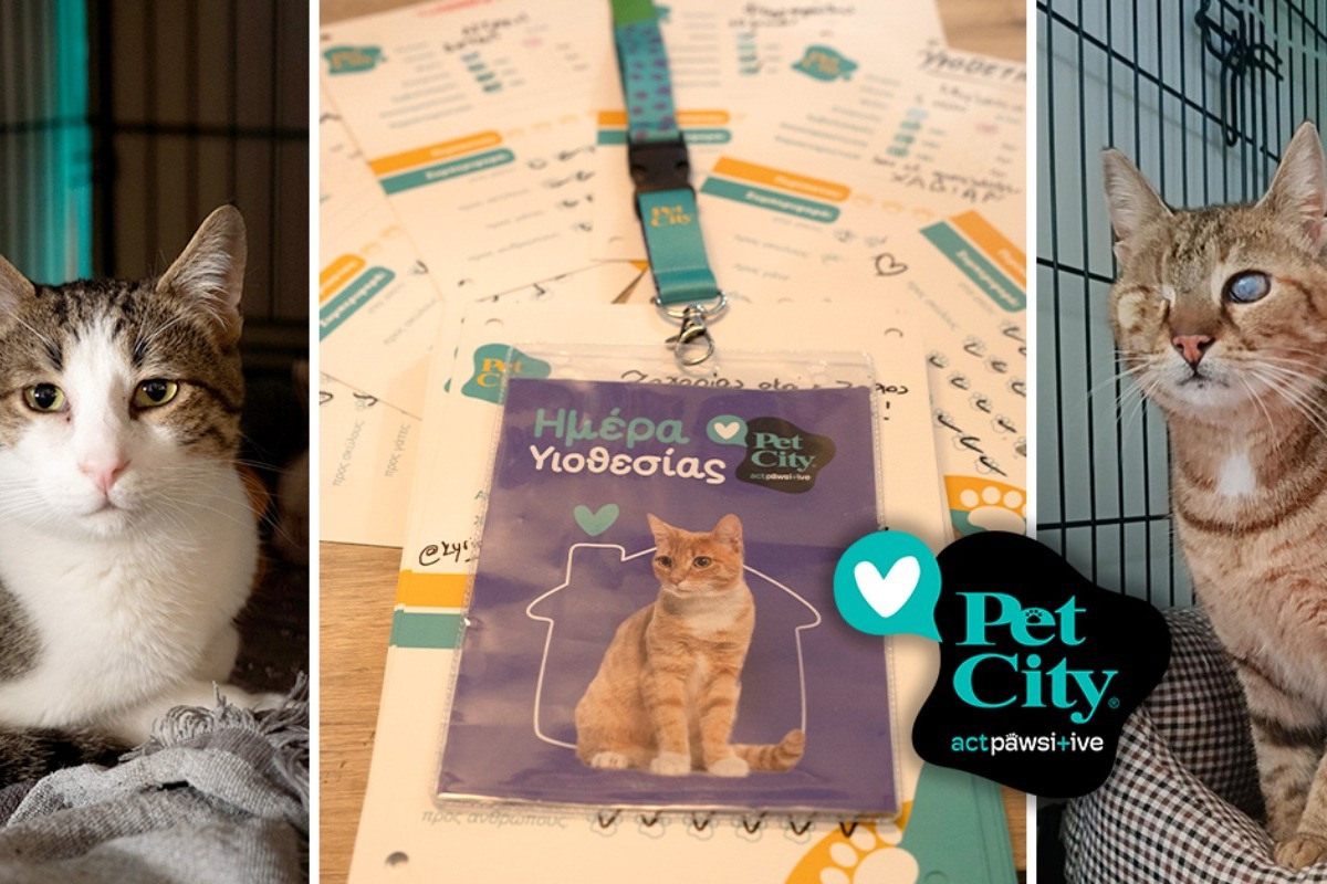 Η 1η ημέρα υιοθεσίας Pet City για το 2025 έδωσε σε 41 γατάκια το παντοτινό τους σπίτι!