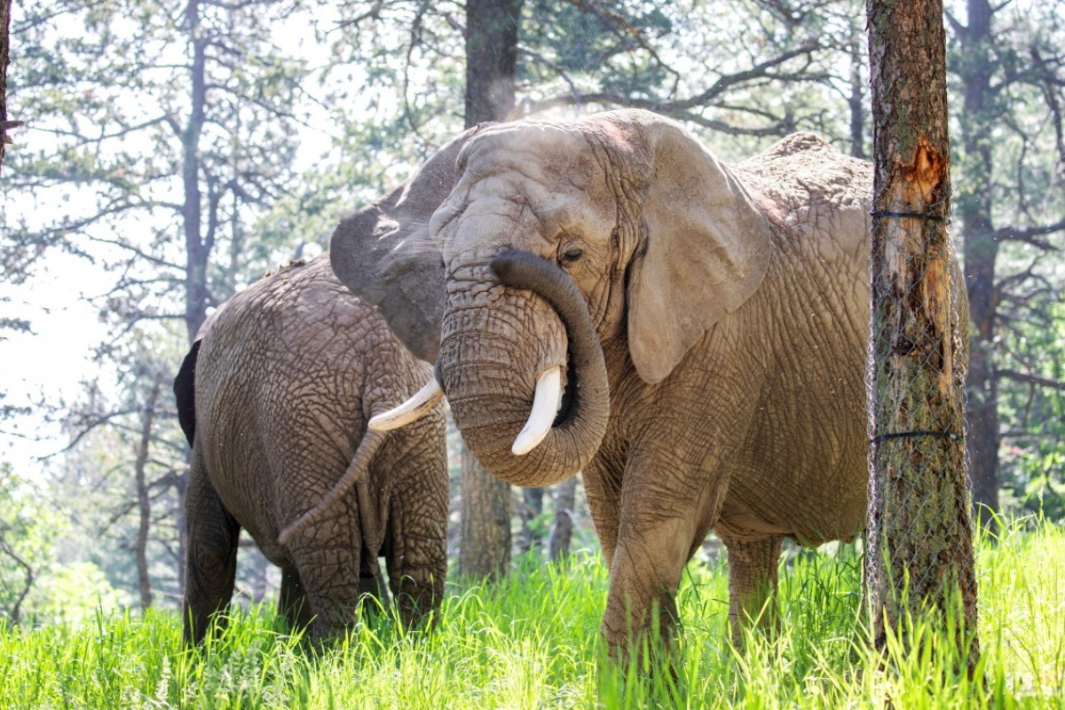 Πρωτοφανής μανία ελεφάντων: Έσπασαν τα πόδια υλοτόμου και επέστρεψαν τη νύχτα να τον σκοτώσουν