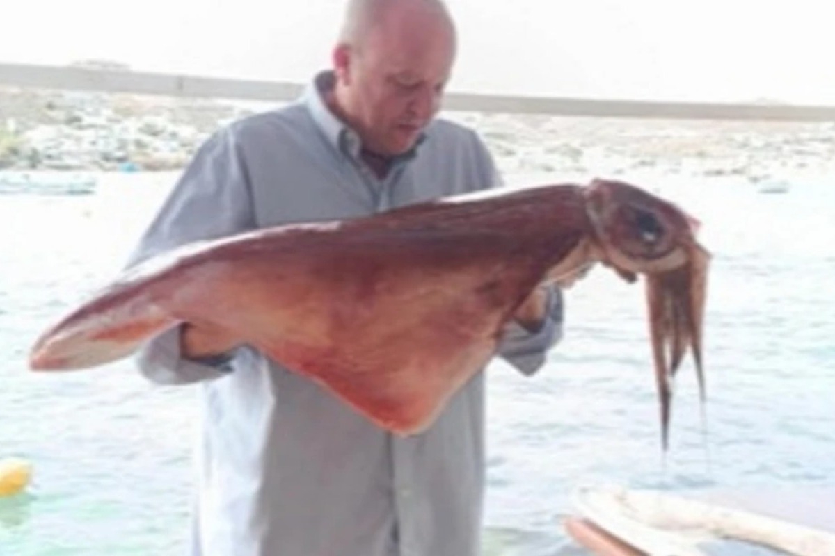 Δύο γιγάντια καλαμάρια εμφανίστηκαν στη Μύκονο – Ντόπιος βούτηξε και τα έπιασε με τα χέρια