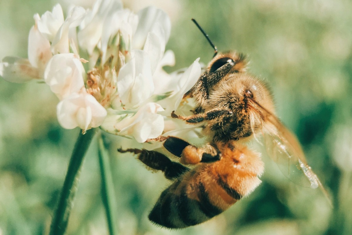 Απίστευτο κι όμως αληθινό: Η μέλισσα κρύβει το «όπλο» ενάντια στον πιο επιθετικό καρκίνο