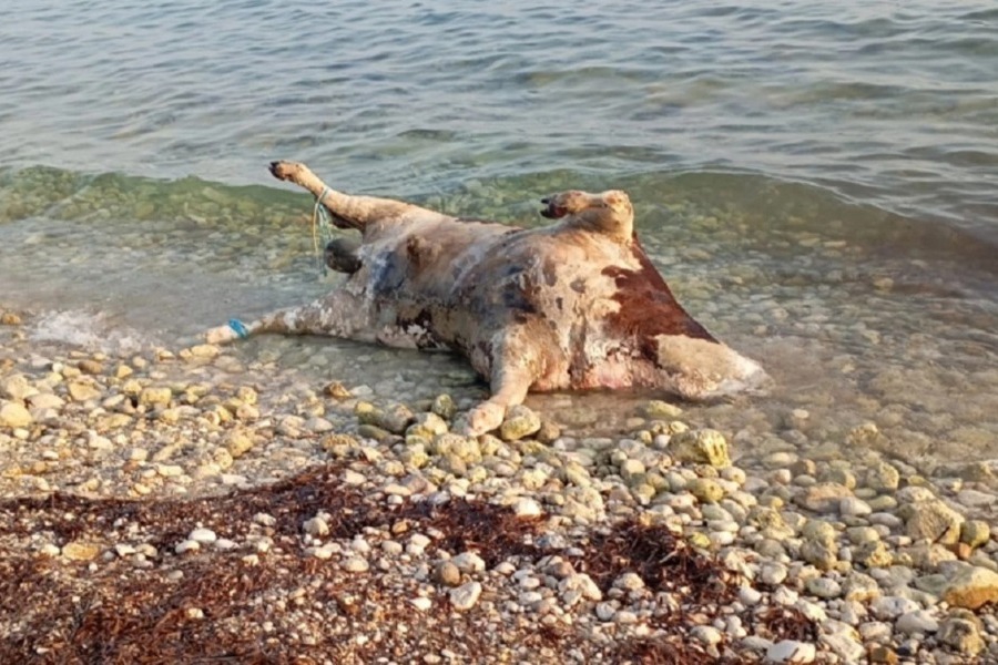 Λευκάδα: Η θάλασσα ξεβράζει αγελάδες