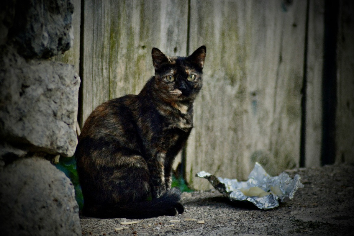 Αυτή είναι η χώρα της Ευρώπης με το μεγαλύτερο πρόβλημα αδέσποτων – Και η Ελλάδα στη «μαύρη» λίστα