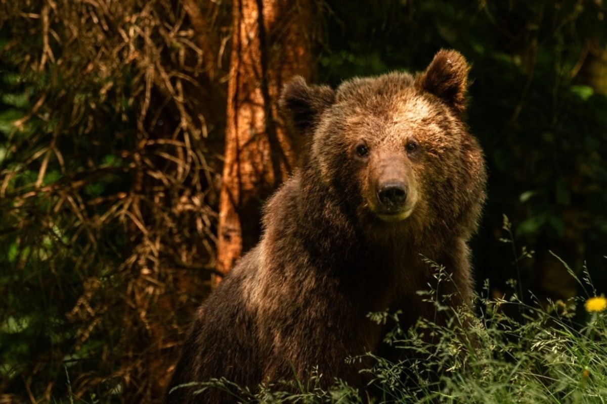 Κτηνωδία στη Δράμα: Σκότωσαν και αποκεφάλισαν αρκούδα