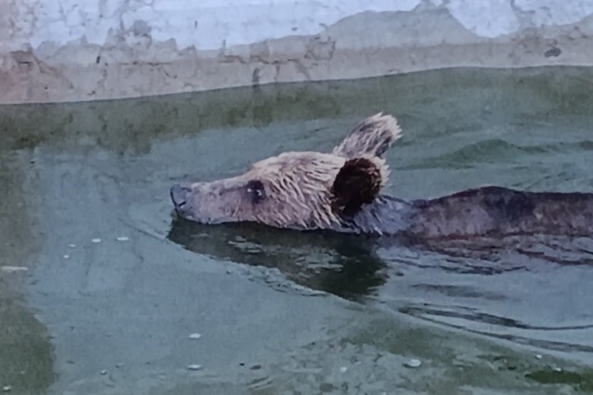 Βίντεο με παγιδευμένη αρκούδα σε δεξαμενή νερού της Ηπείρου ‑ Η στιγμή που βρίσκει διέξοδο διαφυγής