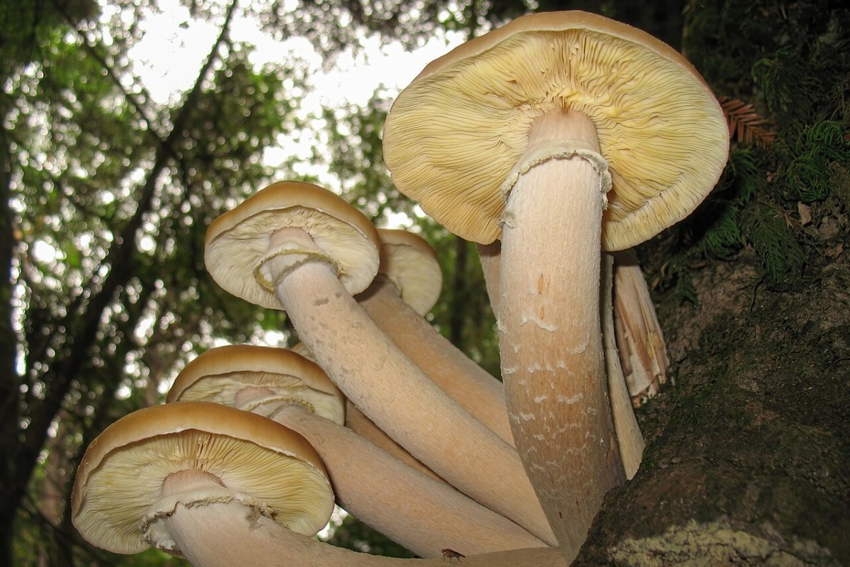 Σήμερα έμαθα: Ο μεγαλύτερος ζωντανός οργανισμός στον πλανήτη δεν είναι ούτε φάλαινα ούτε δέντρο, αλλά μύκητας