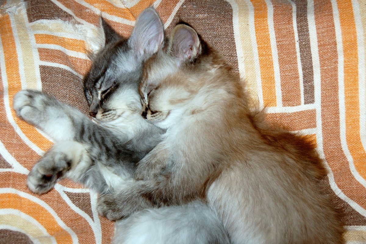 Αυτές οι ράτσες γάτας αγαπούν τα χάδια