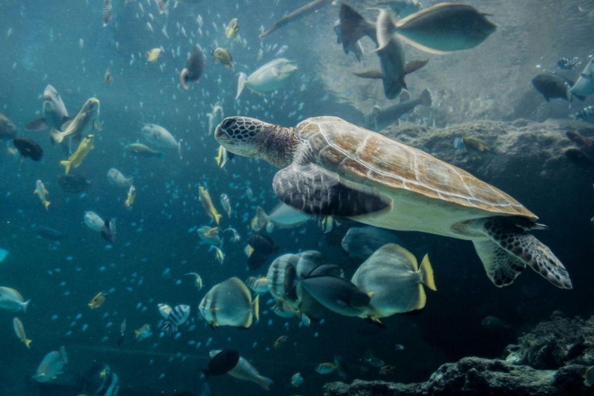 Χανιά: Σκότωσαν και διαμέλισαν χελώνα caretta‑caretta επειδή τη θεωρούσαν... επιθετική