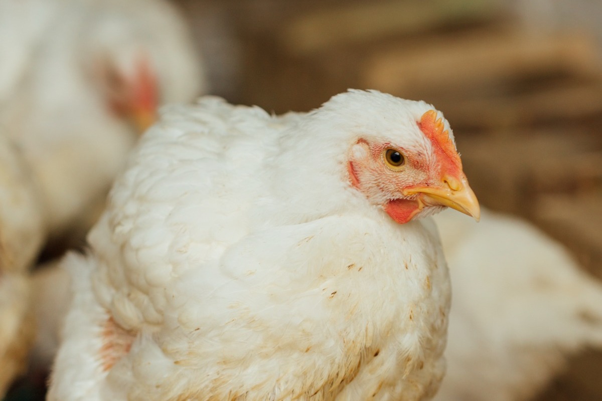 Ιταλίδα ερευνήτρια έλαβε 4.000.000 ευρώ από την ΕΕ για να απαντήσει στο ερώτημα «τι σκέφτονται τα κοτόπουλα»