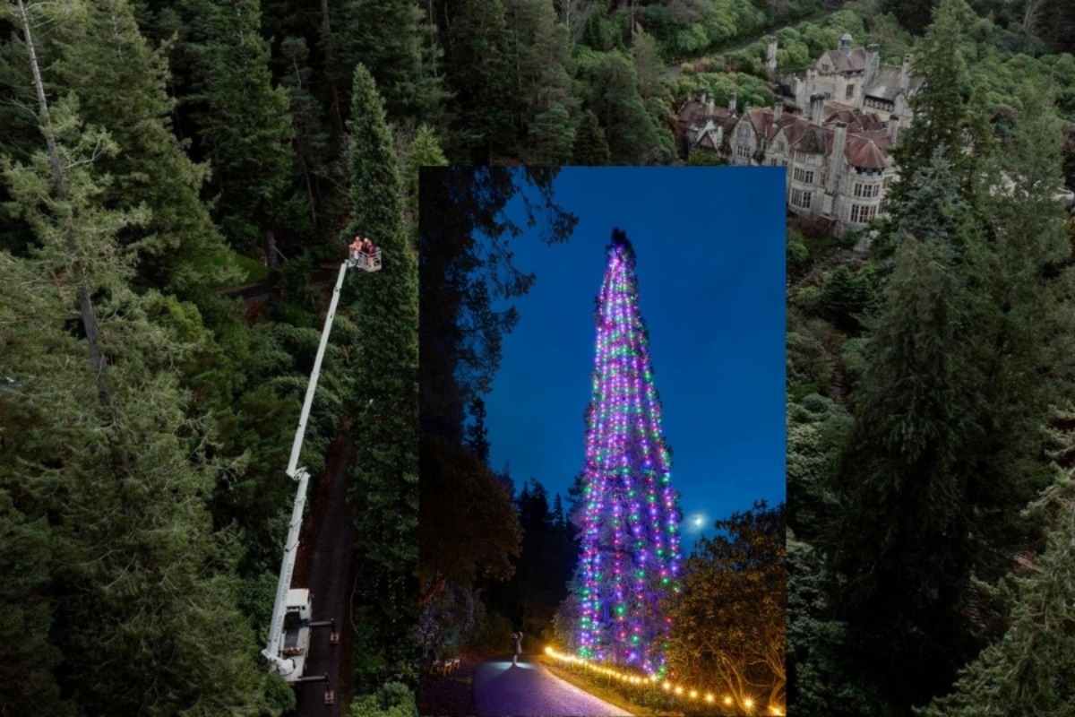 Το ψηλότερο χριστουγεννιάτικο δέντρο στον κόσμο μόλις στολίστηκε ‑ και η διαδικασία είναι απίστευτη!