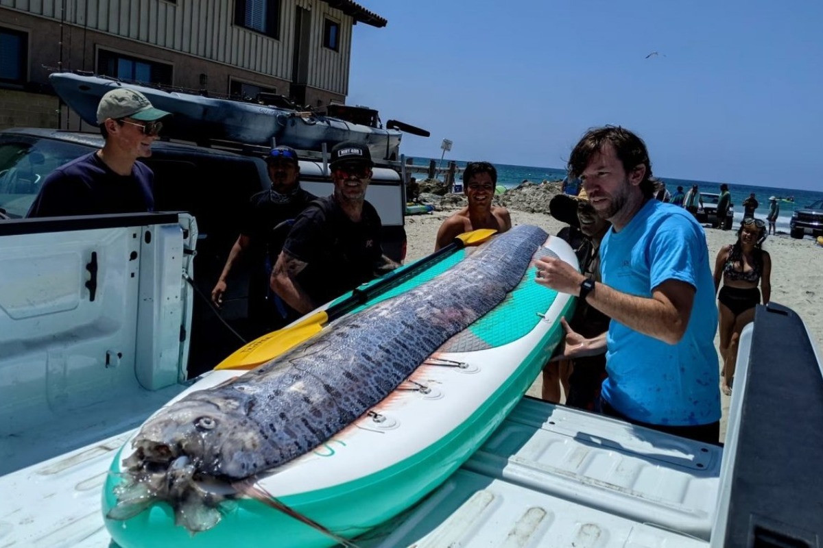 Προμήνυμα μεγάλων σεισμών: Ψάρεψαν ξανά τον «προάγγελο της καταστροφής»