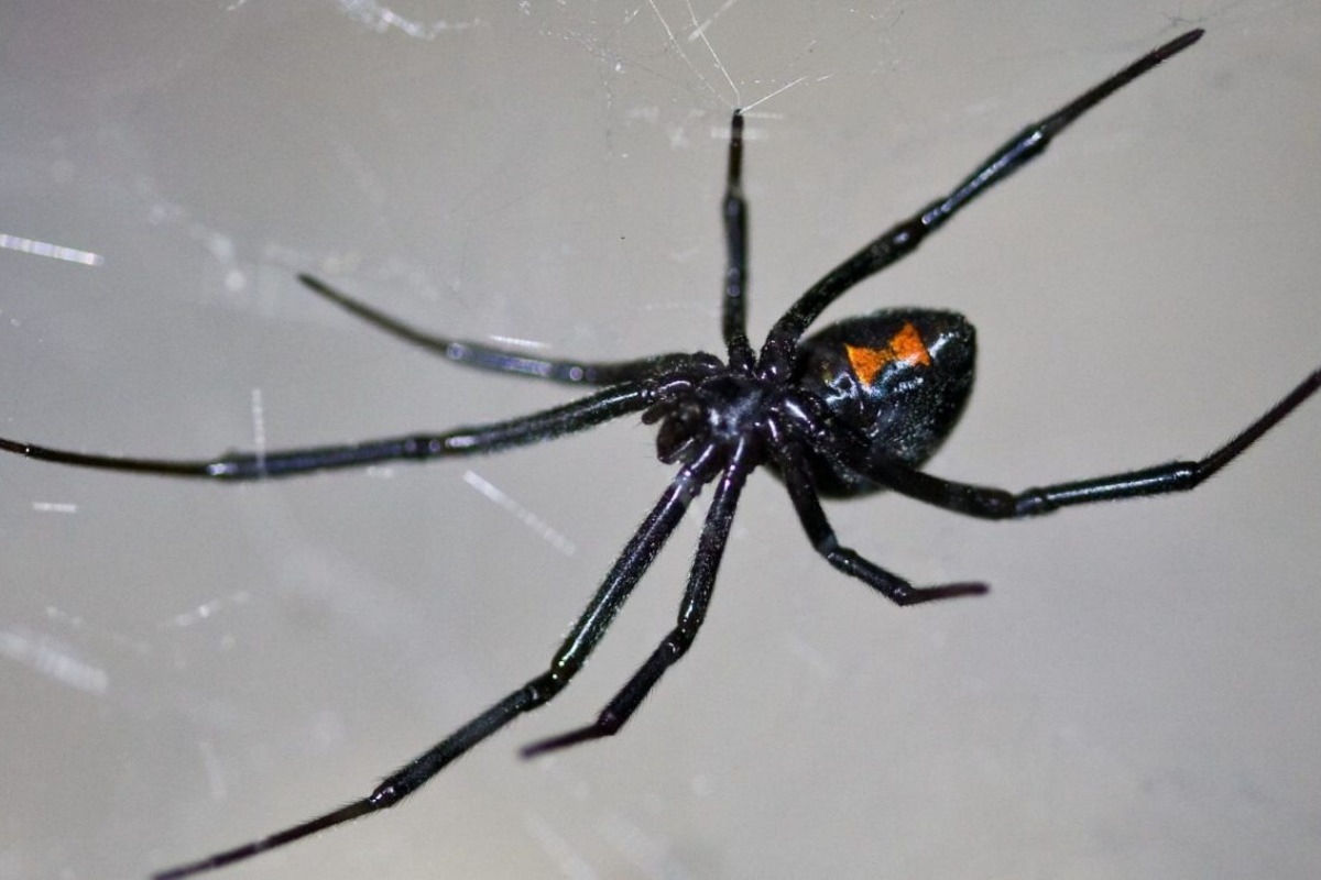 Εφιάλτης στο Αγρίνιο – «Μαύρη χήρα» τσίμπησε 65χρονη