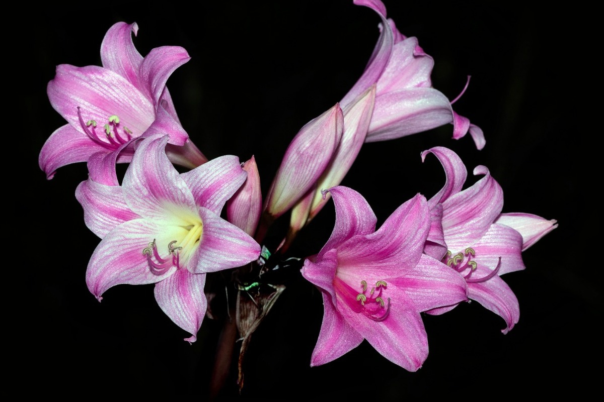 Το πανέμορφο αλλά τοξικό φυτό που λέγεται ότι έχει μαγικές ιδιότητες