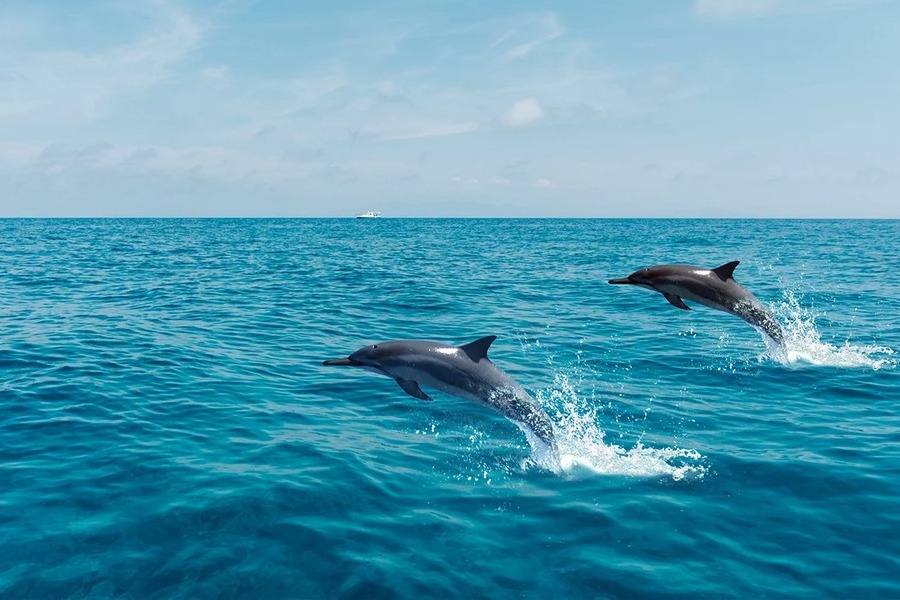 Ακρωτηριασμένο δελφίνι βρέθηκε στη Σάμο: «Το άφησαν να πεθάνει από αιμορραγία»