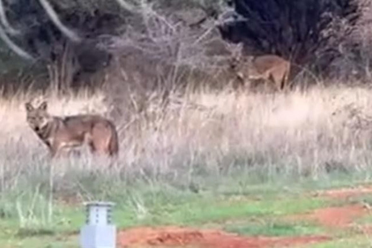 Ανησυχία στη Θεσσαλονίκη: Αγέλη λύκων εμφανίστηκε στην Πυλαία ‑ Δείτε βίντεο