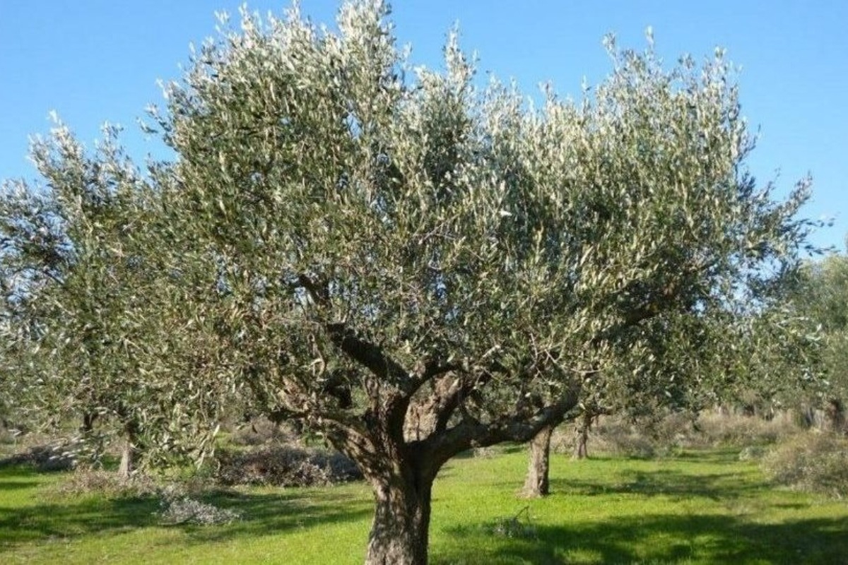 Τραγωδία στην Αχαΐα: Ανδρας βρέθηκε κρεμασμένος σε ελιά ‑ Εντοπίστηκε σημείωμα