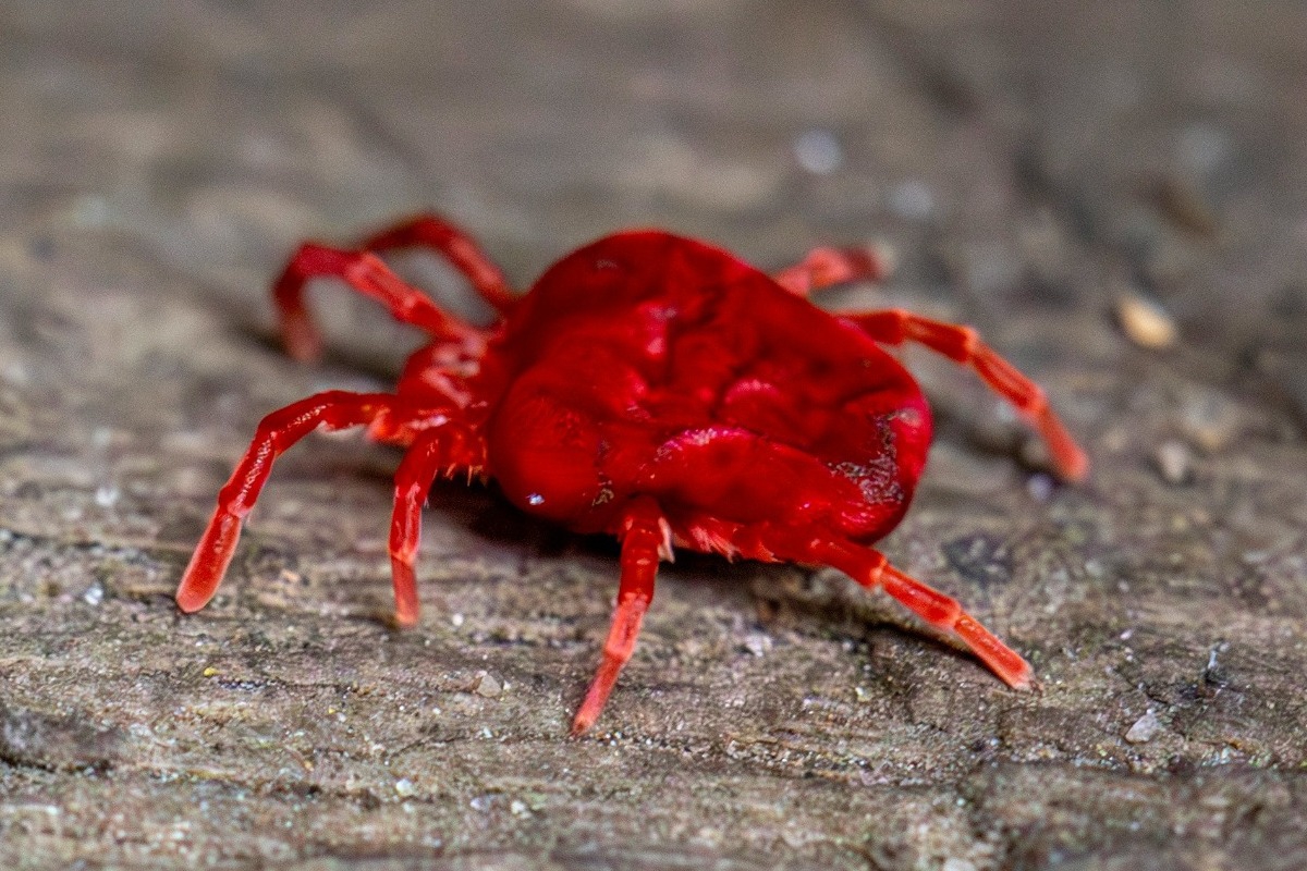 Προσοχή, μην τα ακουμπήσεις! Αυτά είναι τα πιο δηλητηριώδη ζώα στον πλανήτη