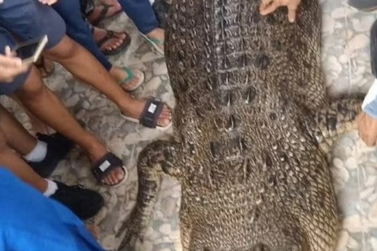 Ινδονησία: Τρομακτική στιγμή ‑ Κροκόδειλος βγαίνει από το νερό με το πτώμα γυναίκας στα σαγόνια του