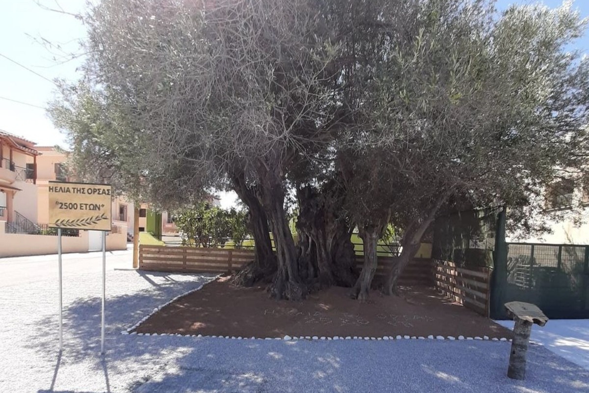 Το «δέντρο‑φάντασμα» που έζησε τη Ναυμαχία του 480 π.Χ. και... μιλάει ακόμα με τον Πεισίστρατο!