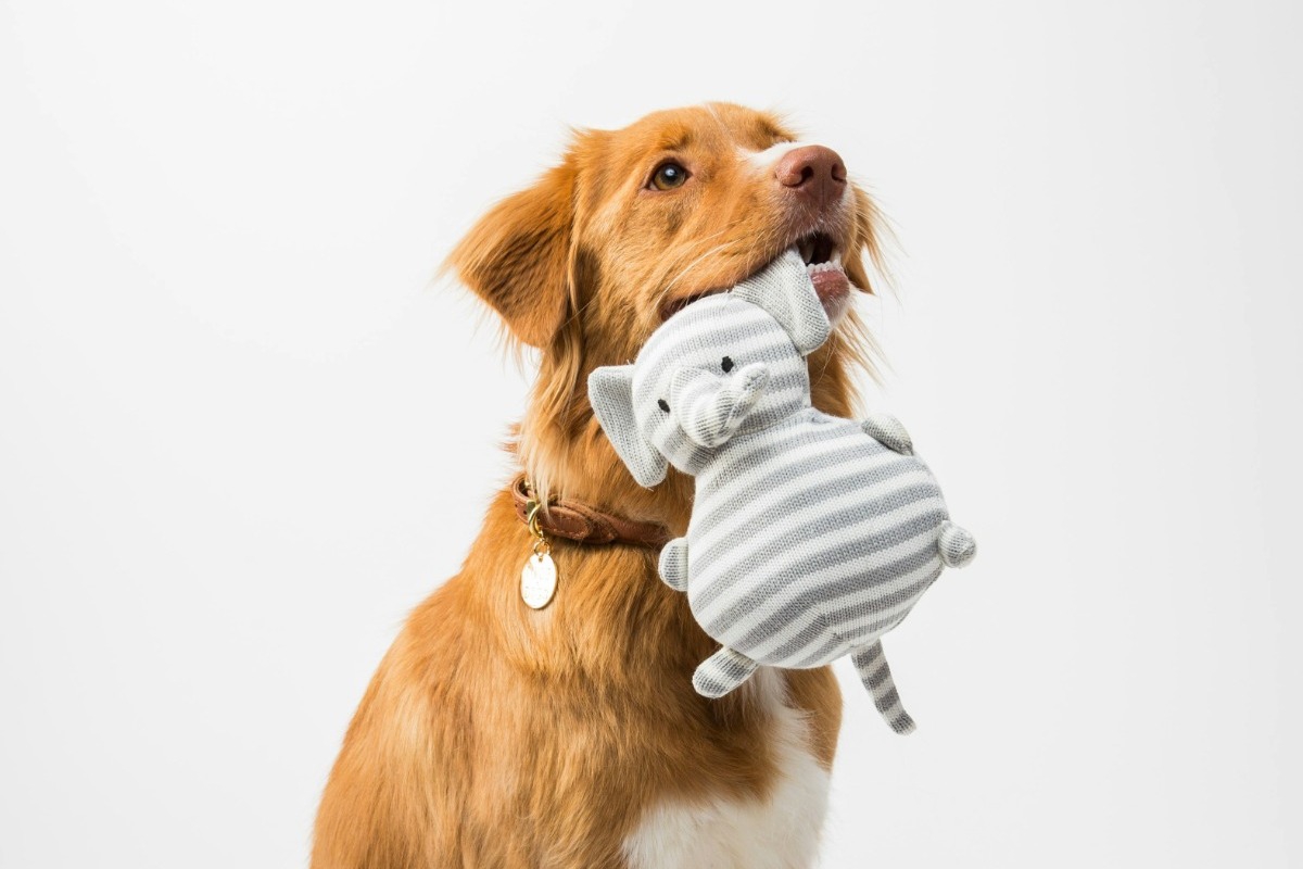 Οι βασικές ασκήσεις εκπαίδευσης που πρέπει να διδαχθεί ο σκύλος σου