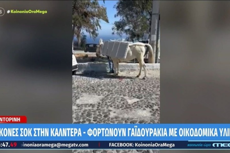 Σαντορίνη: Εικόνες οργής με φορτωμένα γαϊδουράκια ‑ Τα βάζουν να κουβαλούν οικοδομικά υλικά