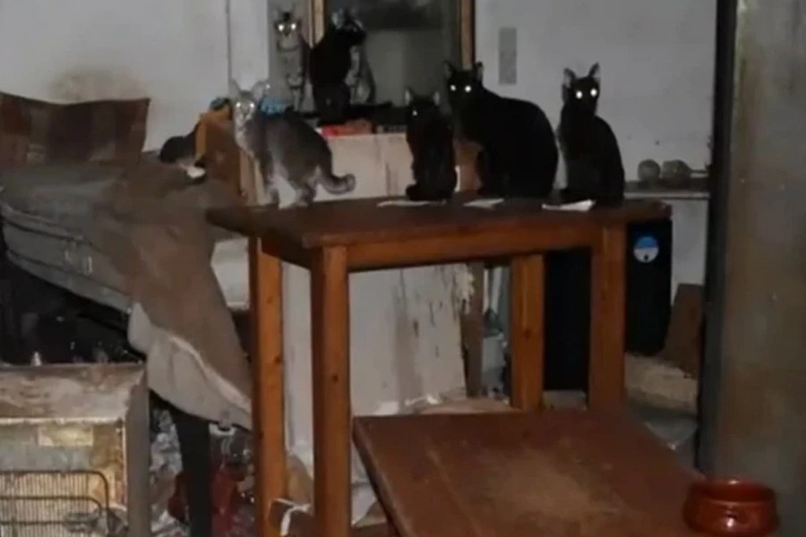 Στη φυλακή ο «συλλέκτης – κακοποιητής ζώων του Μοσχάτου»: Πρόστιμο 1,7 εκατ. ευρώ για 58 υποσιτισμένες γάτες