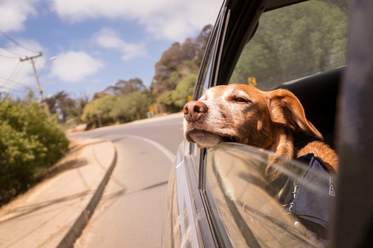 Όσα πρέπει να ξέρεις για να προφυλάξεις το κατοικίδιό σου το καλοκαίρι