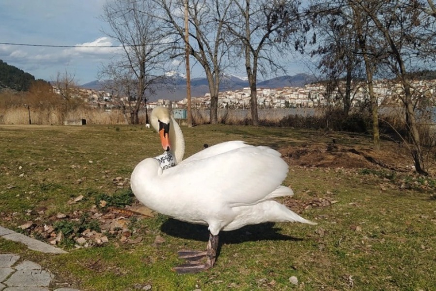 Οικογενειάρχης μετά από 3,5 χρόνια ο μοναχικός κύκνος της Καστοριάς που είχε χάσει το ταίρι του