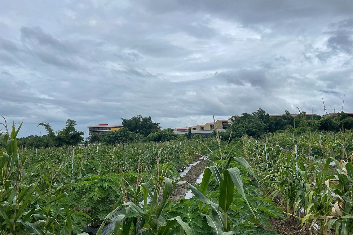 Βασανιστήρια και σκλάβοι: Ο σκοτεινός κόσμος των στρατοπέδων απάτης της Μιανμάρ