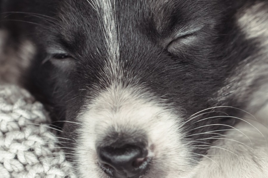 Πάτρα: Έξι χρόνια κάθειρξη σε γυναίκα για εγκατάλειψη πέντε κουταβιών