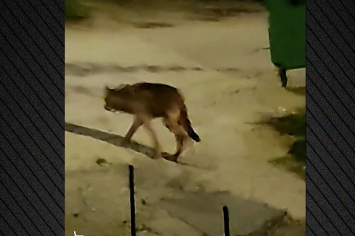 Νέα εμφάνιση λύκου στη Μεγάλη Παναγία της Χαλκιδικής ‑ Δείτε βίντεο