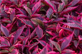 Το φυτό που αλλάζει χρώμα και φτιάχνει τη διάθεσή σου