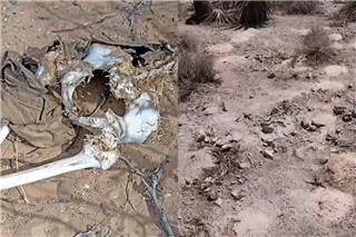 «Πλημμύρισε» λείψανα η έρημος της Νεβάδα - Πάνω από 300 ανθρώπινα απομεινάρια σκορπισμένα στην άμμο