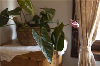 5 χειμωνιάτικα φυτά εσωτερικού χώρου που ζουν ακόμα κι αν ξεχνάς να τα ποτίσεις