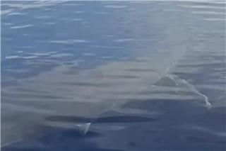 Βίντεο με λευκό καρχαρία στην Κάρπαθο ανέβασε ψαράς στο TikTok