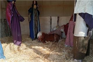 Βόλος: Εβαλαν ζωντανό πόνι μέσα στη φάτνη - Η οργή φιλόζωων και η απάντηση του δημάρχου Βόλου