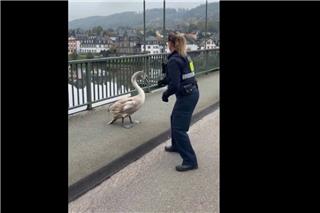 Η γερμανική αστυνομία «συλλαμβάνει» κύκνο και το βίντεο γίνεται viral