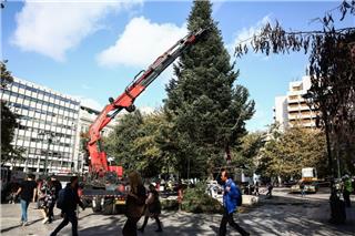 Τοποθετήθηκε το χριστουγεννιάτικο δέντρο στο Σύνταγμα – Πότε θα φωταγωγηθεί