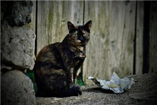 Αυτή είναι η χώρα της Ευρώπης με το μεγαλύτερο πρόβλημα αδέσποτων – Και η Ελλάδα στη «μαύρη» λίστα