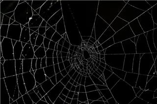 Στην Ελλάδα ο μεγαλύτερος ιστός αράχνης στον κόσμο