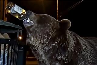 Η άγρια ζωή «έπεσε» στις… ουσίες: Μεθυσμένες αρκούδες που παίρνουν μαριχουάνα και άγριοι ιπποπόταμοι λόγω κοκαΐνης