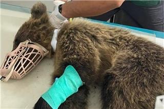 Τα κατάφερε αρκουδάκι που χτυπήθηκε σε τροχαίο στην Καστοριά: Το συγκινητικό βίντεο