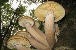 Σήμερα έμαθα: Ο μεγαλύτερος ζωντανός οργανισμός στον πλανήτη δεν είναι ούτε φάλαινα ούτε δέντρο, αλλά μύκητας