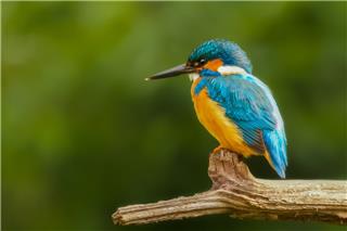 Η χώρα που δίνει στους δρόμους της ονόματα πτηνών, ενώ τα ίδια εξαφανίζονται