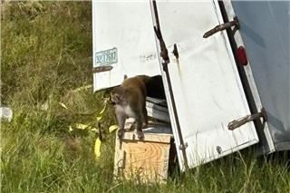 Μισσισιπή: «Επιθετική» μαϊμού μολυσμένη με μεταδιδόμενες ασθένειες ελεύθερη μετά από τροχαίο
