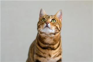 Σήμερα έμαθα: Οι γάτες ακούνε το όνομά τους αλλά επιλέγουν για το αν θα ανταποκριθούν