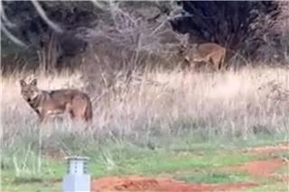 Ανησυχία στη Θεσσαλονίκη: Αγέλη λύκων εμφανίστηκε στην Πυλαία - Δείτε βίντεο