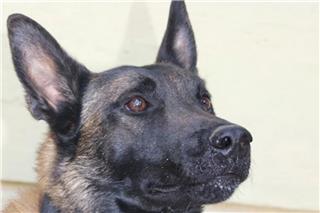 Νεκρός ο Echo, ο σκύλος ντετέκτιβ της Anubis: Από τον εντοπισμό του Μπάμπη στο Μεσολόγγι, στην έρευνα για τον Βασίλη Καλογήρου