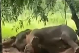 Έβαλαν φωτιά σε ελέφαντα και τον έκαψαν ζωντανό