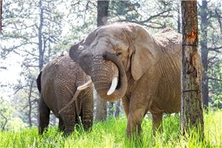 Πρωτοφανής μανία ελεφάντων: Έσπασαν τα πόδια υλοτόμου και επέστρεψαν τη νύχτα να τον σκοτώσουν