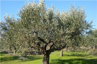 Τραγωδία στην Αχαΐα: Ανδρας βρέθηκε κρεμασμένος σε ελιά - Εντοπίστηκε σημείωμα